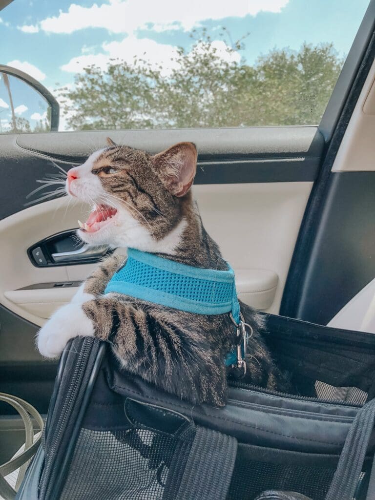 the best cat carrier 1 768x1024