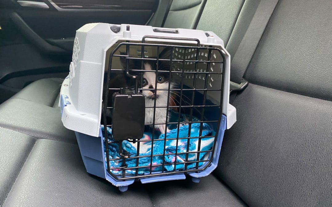 cat in car carrier 1 horizontal 1080x675