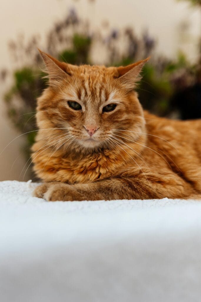 Katzentransport Deutschland – stressfrei im Transportbox